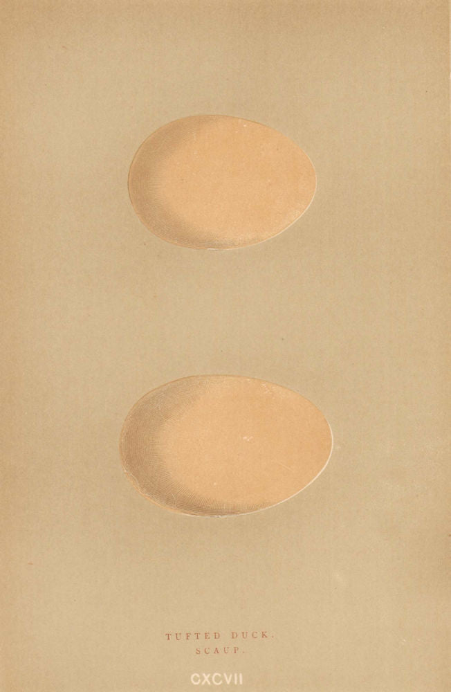 BRITISH BIRD EGGS. Tufted Duck. Scaup. MORRIS 1896 old antique print picture